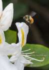 Washington State. Fuzzy-horned bumblebee in-flight approaching a white rhododendron blossom Art Print